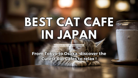 Best Cat Cafe in Japan