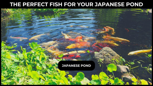 Beyond Koi: Choosing the Perfect Fish for Your Japanese Pond