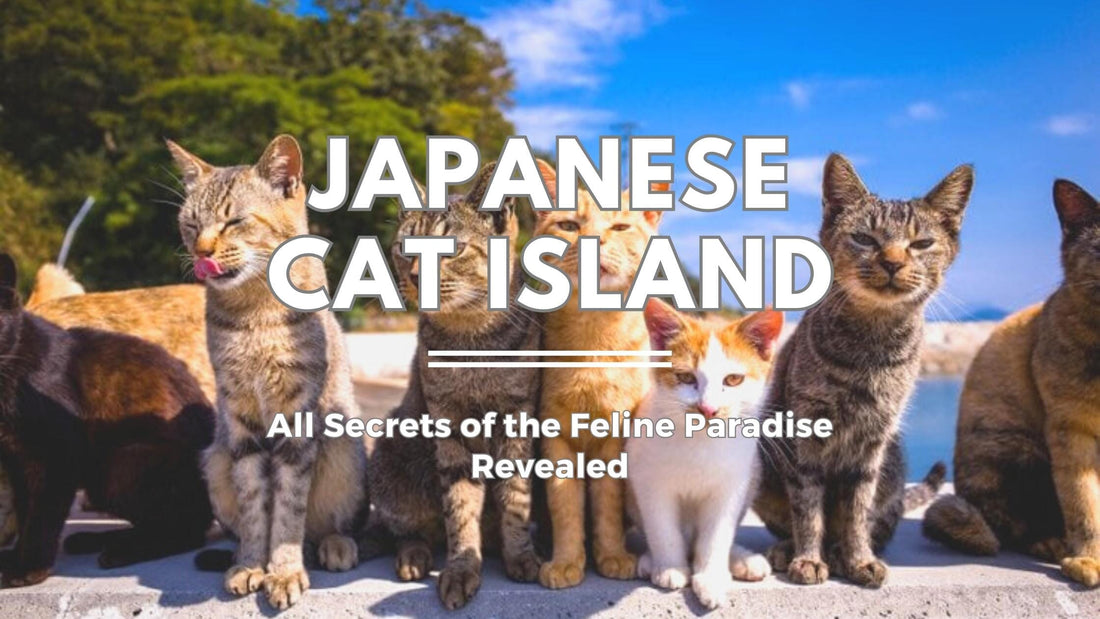 Japanese Cat Island: All Secrets of the Feline Paradise Revealed