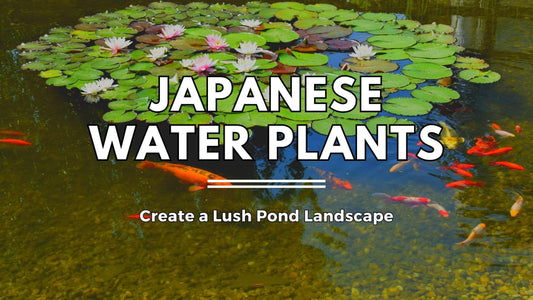 Japanese Water Plants: Create a Lush Pond Landscape