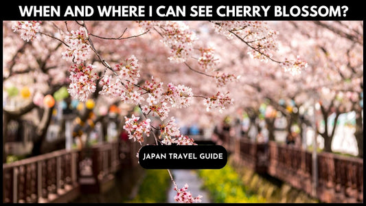 Japan's Cherry Blossom Season: When and Where to See Them?