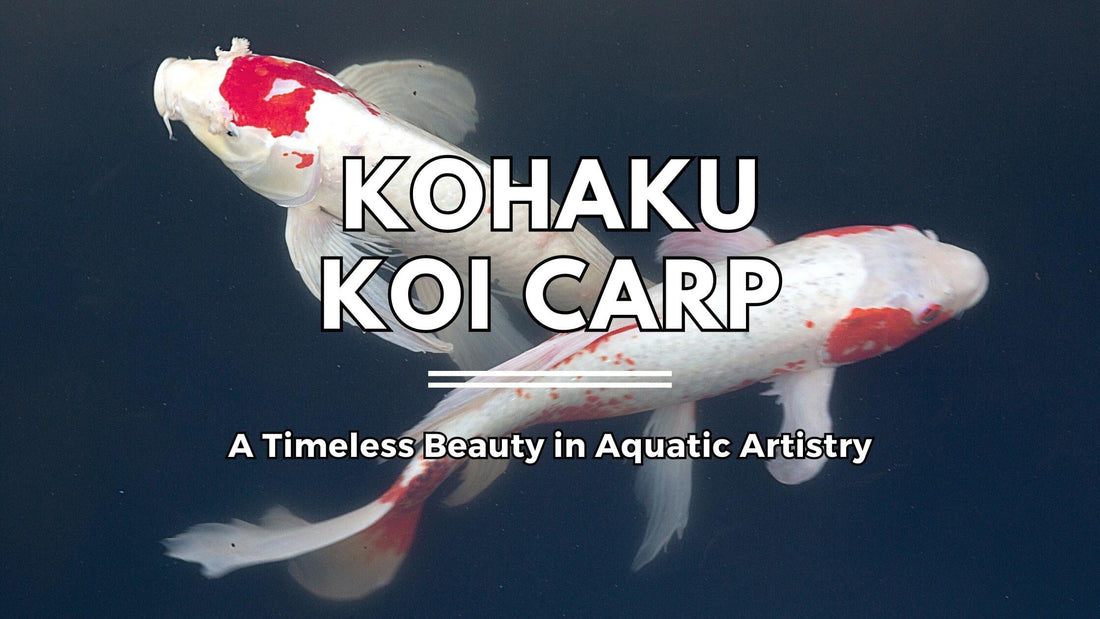 Kohaku Koi Carp: A Timeless Beauty in Aquatic Artistry