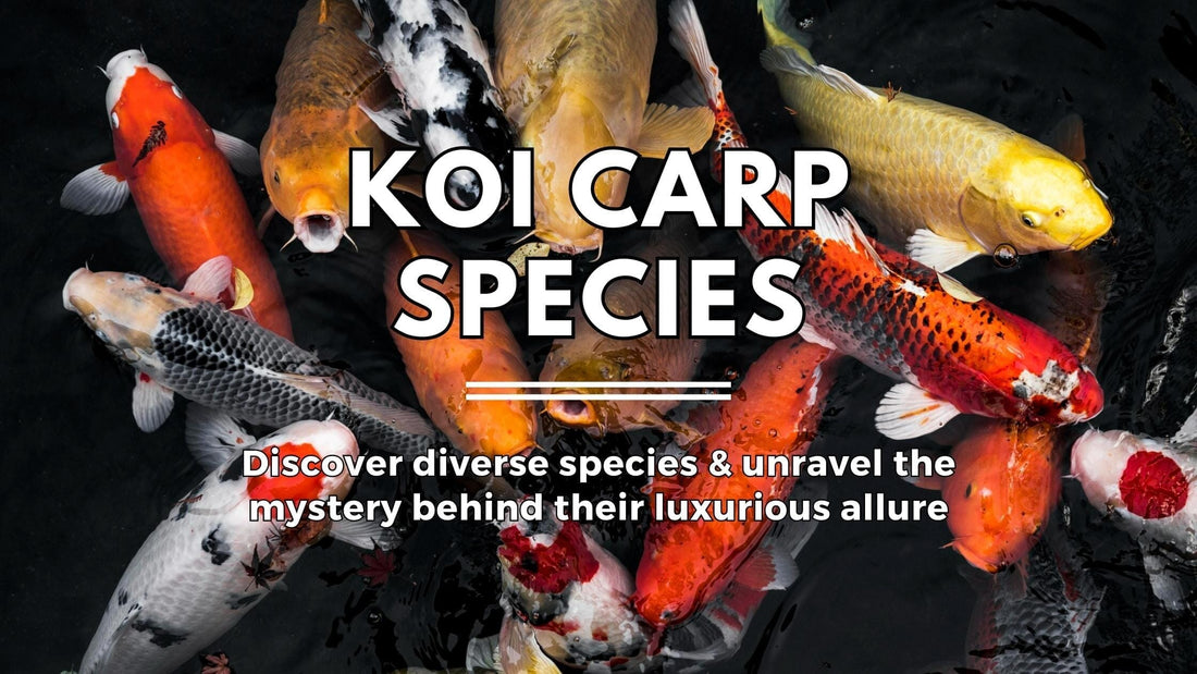 Most Popular Koi Carp Species and Why It’s So Expensive