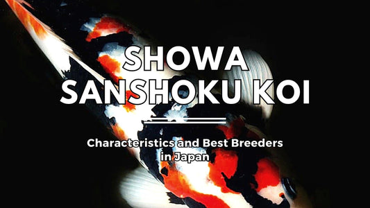 Showa Sanshoku Koi: Characteristics and Best Breeders in Japan