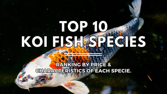 TOP 10 Koi Fish Species Ranked by Price