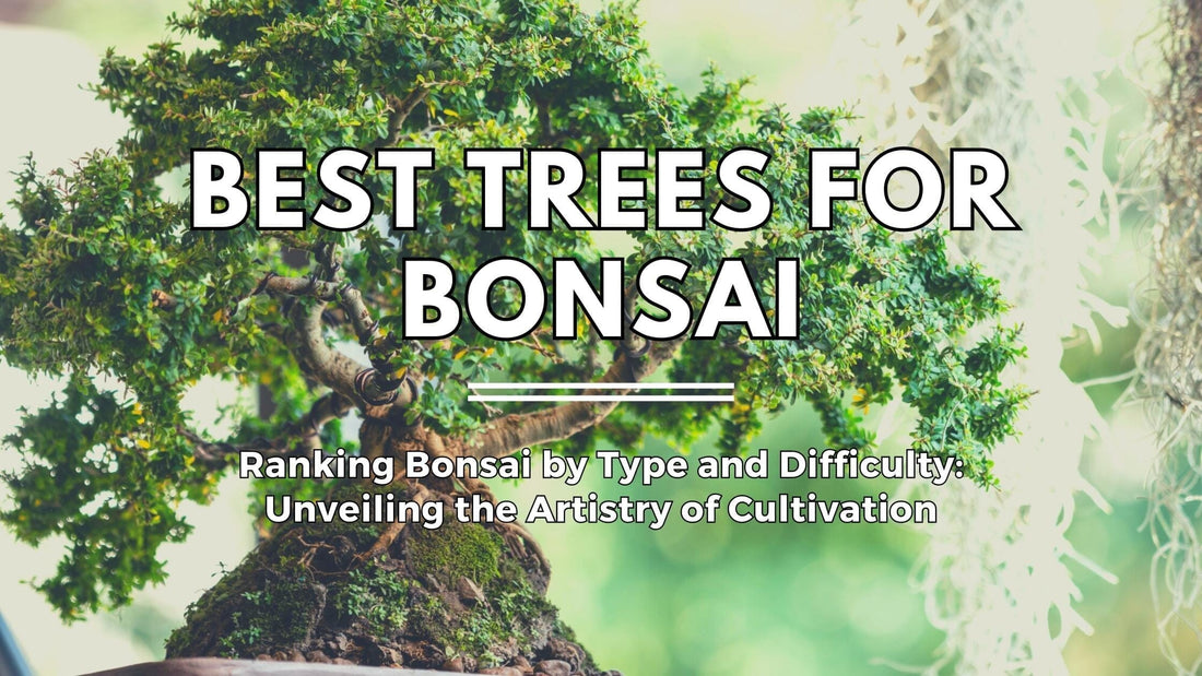 What are the Best Trees for Bonsai?