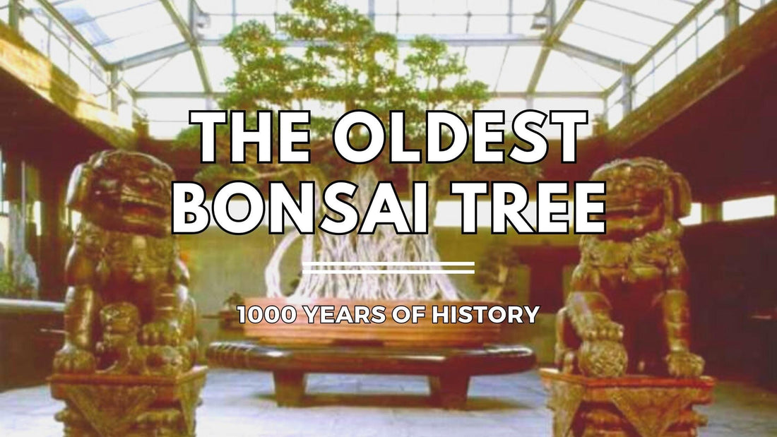 What is the Oldest Bonsai In The World?