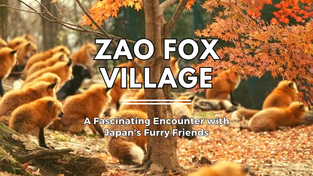 Zao Fox Village: A Fascinating Encounter with Japan's Furry Friends